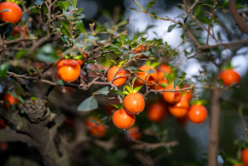 舆情的概念和特征解读