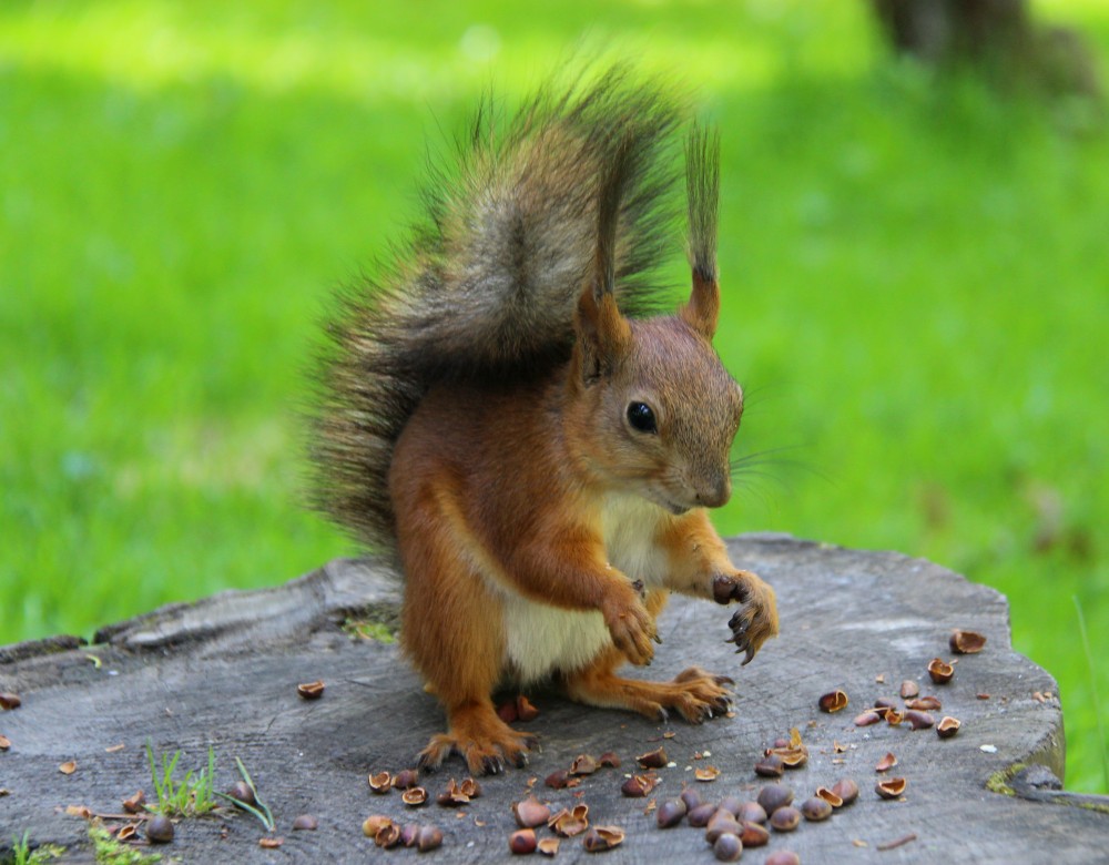 零售舆情：舆论如何看待三只松鼠鼠名文化争议事件